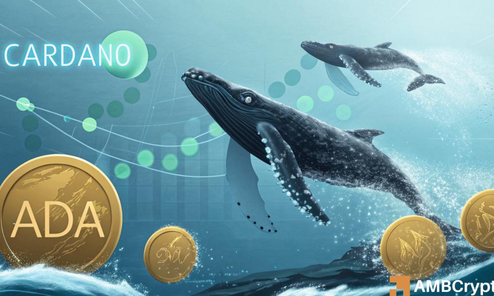 Cardano:130m ADA被鲸鱼购买,价格持续下滑 - 分析原因
